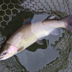 釣り納め ～大安トラウトレイク～